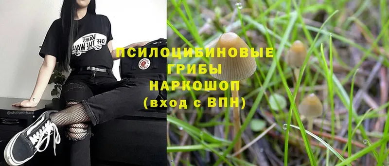 Галлюциногенные грибы MAGIC MUSHROOMS  Кировск 